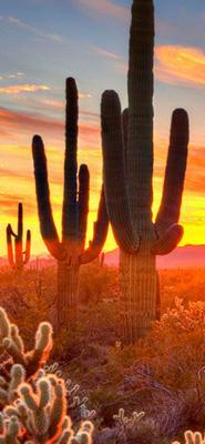 Phoenix Arizona 2020