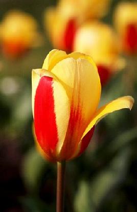 Jacob's 2011 Tulips