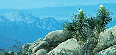 Joshua Tree National Park