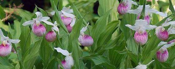 eloise butler wildflower garden